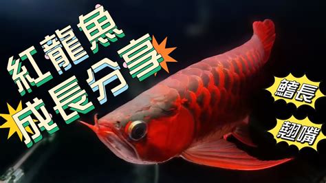 紅龍 魚|龍魚種類介紹（圖文）